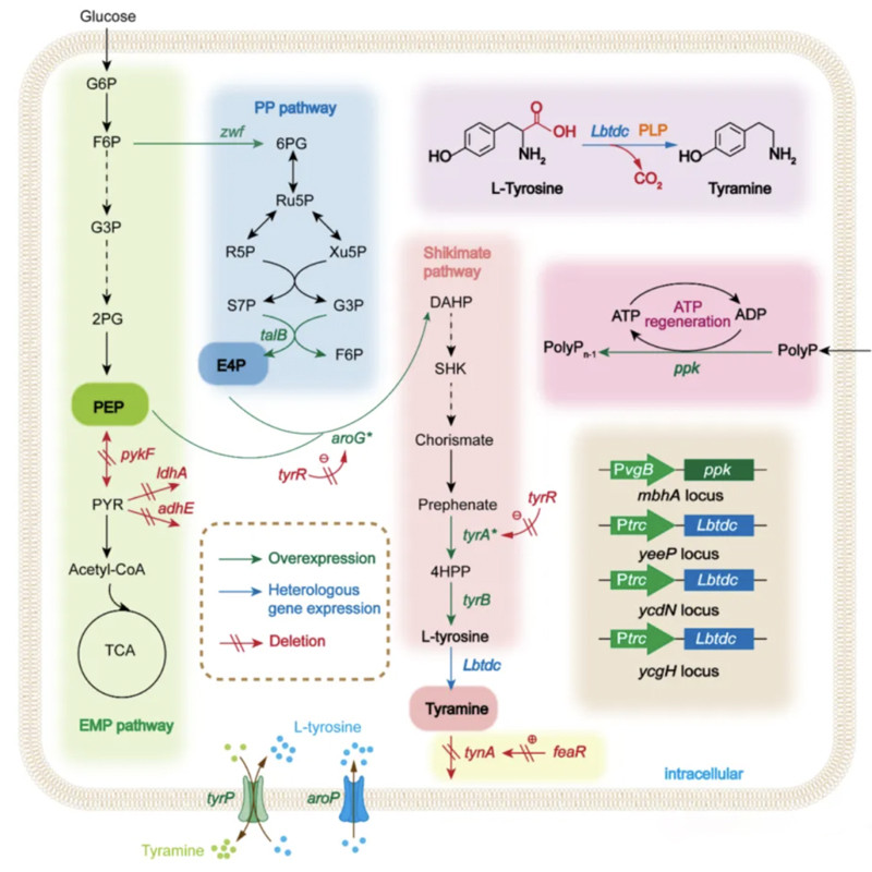 bioreactors and fermenters