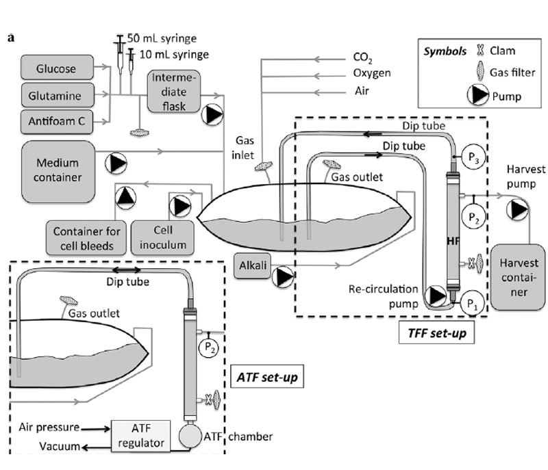 brewing fermentor