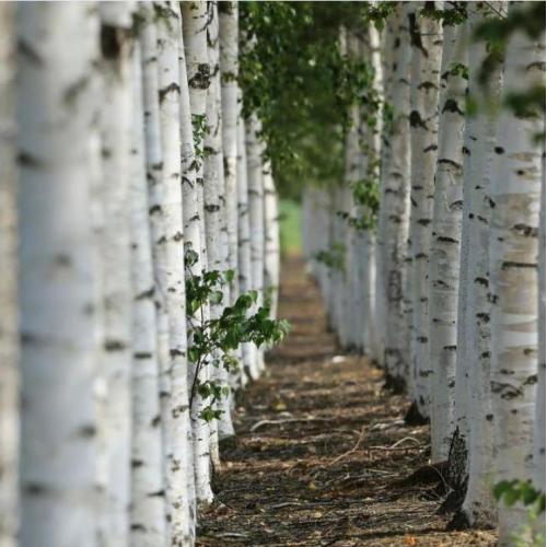 Vorteile der Verwendung von Birkenbesteck