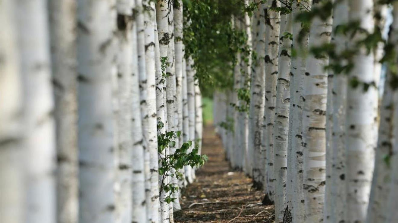 birch disposable cutlery