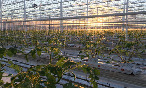 Venlo Type Greenhouse