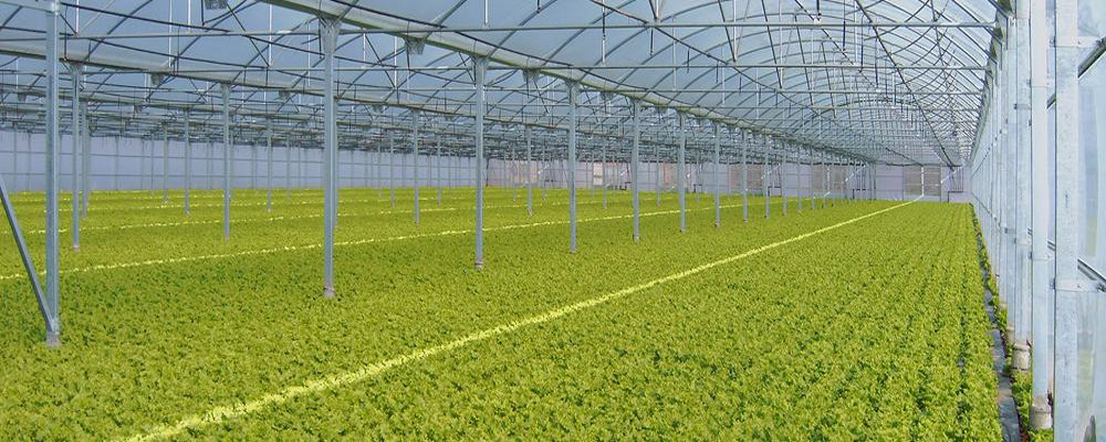 Plastic Film Greenhouse