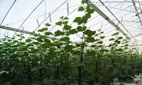 Energy-saving solar greenhouse