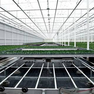 Single-Span Greenhouse Used for Agricultural Greenhouse