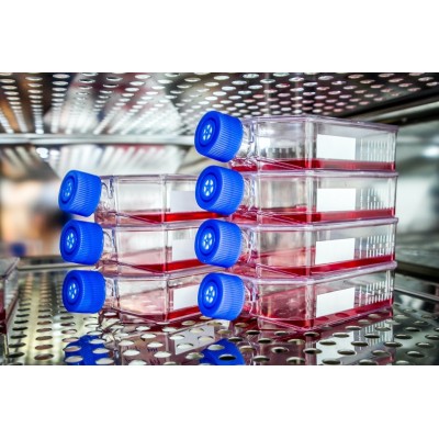 Constant Temperature Incubator