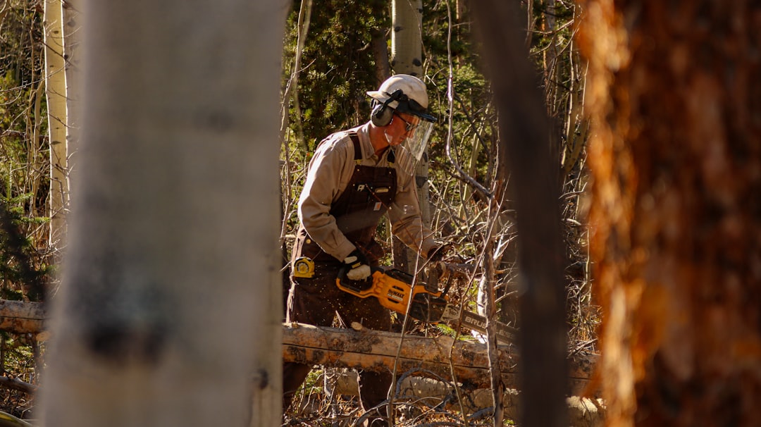 A skilled craftsman inspects the Spanish cedar lining of a humidor