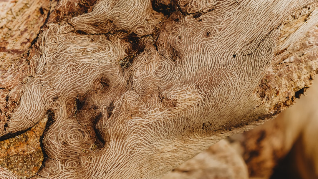 A large primal cut of beef aging on a rack inside a professional dry aging unit.