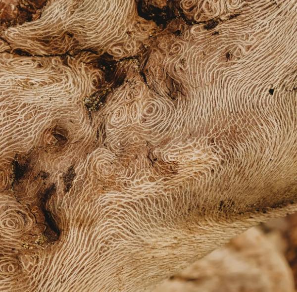 The Ultimate Guide to Choosing a Dry Age Meat Fridge: From Novice to Connoisseur