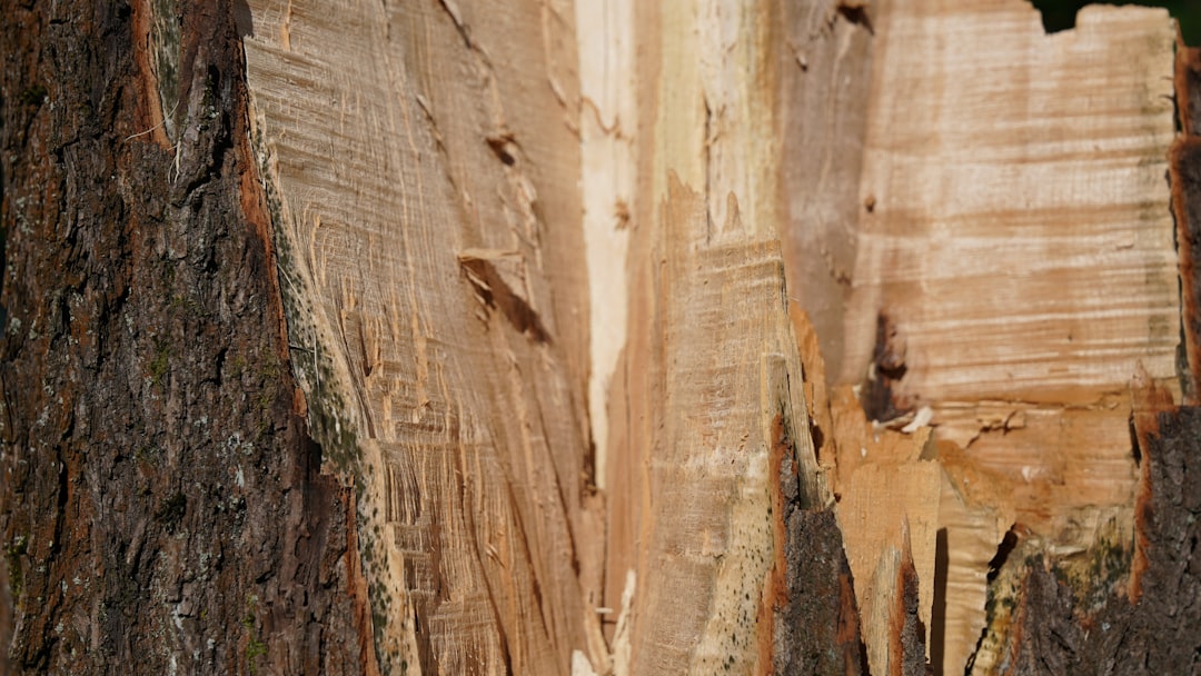 Planks of Spanish Cedar being prepared