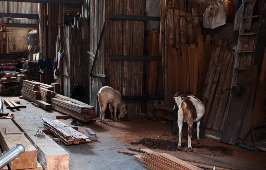 Stacks of Spanish Cedar planks in a workshop