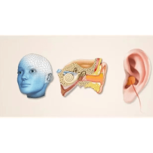 Earplugs for Noise Reduction: Small Size, Great Effect
