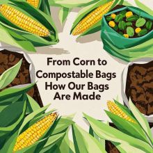 From Corn to Compostable Bags: How Our Eco-Friendly Bags Are Made？