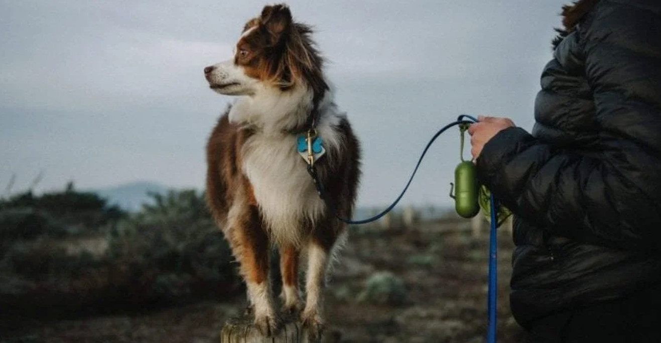 Compostable Pet Waste Bags