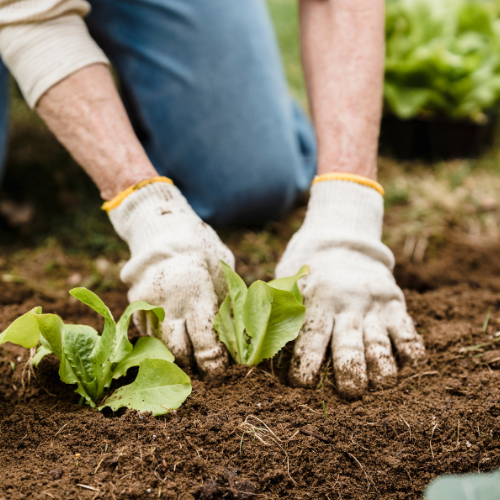 How to Using Finished Compost