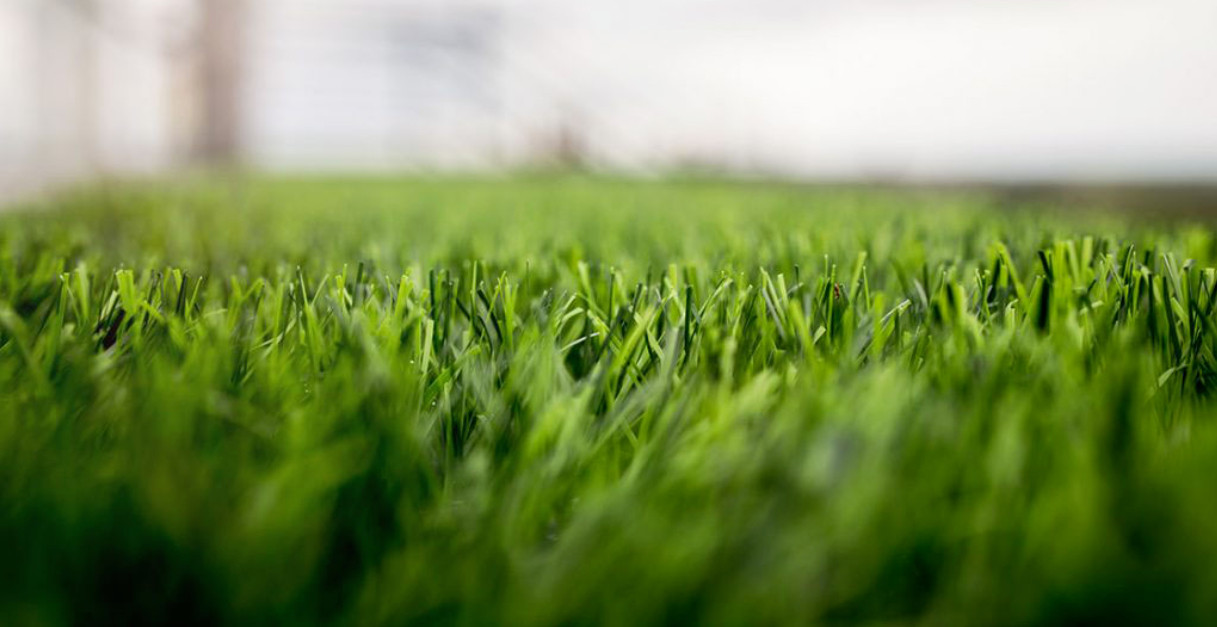 landscape artificial grass