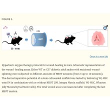 Hyperbaric Oxygen Increases Stem Cell Proliferation, Angiogenesis and Wound-Healing Ability of WJ-MSCs in Diabetic Mice