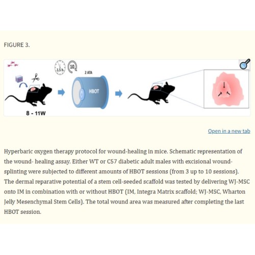 Hyperbaric Oxygen Increases Stem Cell Proliferation, Angiogenesis and Wound-Healing Ability of WJ-MSCs in Diabetic Mice