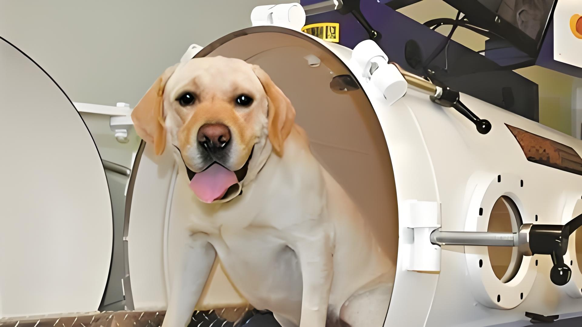 Veterinary Health & Hyperbaric Therapy