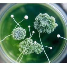 Let’s Talk About Mold