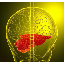 Traumatic and Hypoxic Brain Injury and Hyperbaric Oxygen Therapy