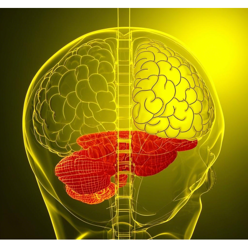 Traumatic and Hypoxic Brain Injury and Hyperbaric Oxygen Therapy