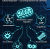 Oxygen: The Core Substance Sustaining Human Life Activities