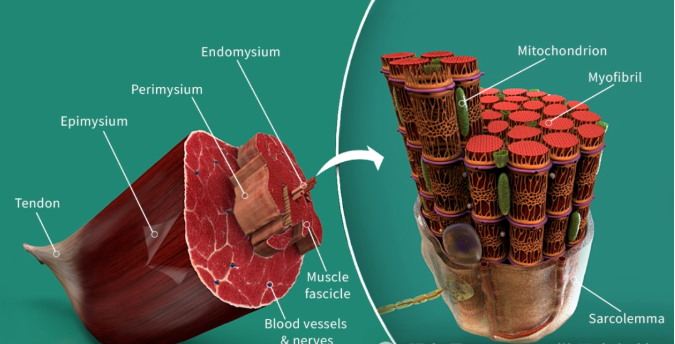 Recurring Back Pain That Won’t Go Away? Plasters Aren’t Enough — Your Cells May Be Crying Out for Oxygen