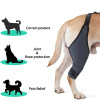 Custom Dog Leg Knee Brace | MOQ 300 Pieces | Knee Joint Injury | Leg Recovery Sleeve for Pet