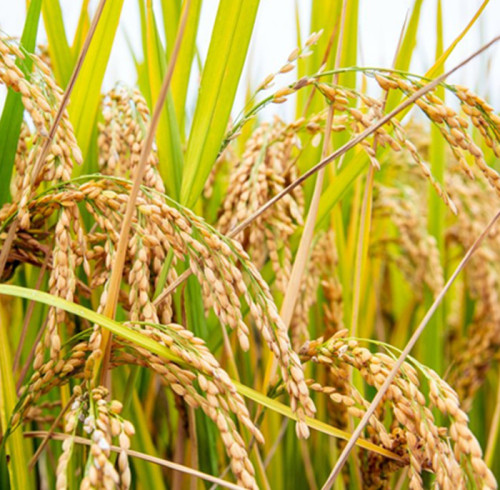 The Importance of Proper Selection of Ammonia Synthesis Catalyst