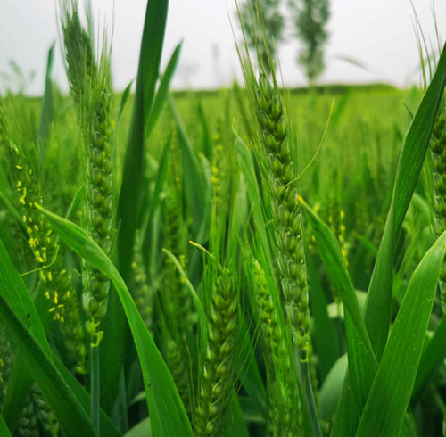 Optimizing Catalyst Particle Size for Enhanced Ammonia Synthesis Efficiency