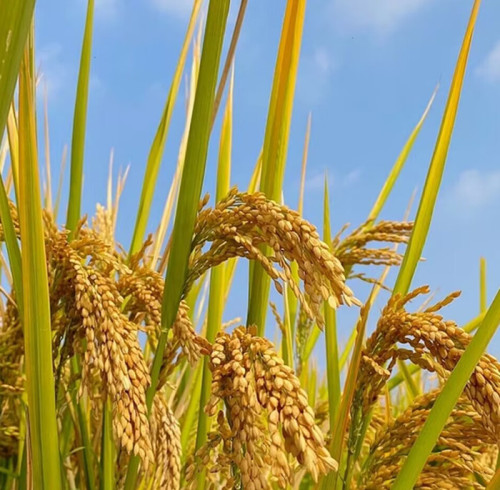 Enhancing Your Ammonia Production: Maximize Benefits with SYAMCAT Catalysts