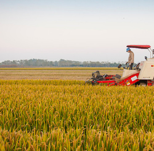 Sustainable Solutions: SYAMCAT Catalysts Transforming Ammonia Synthesis