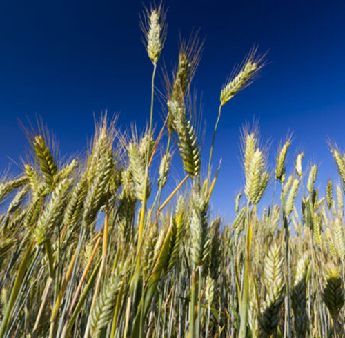 Optimizing Steam Reforming Catalysts: Balancing the Impact of Water Vapor for Enhanced Efficiency