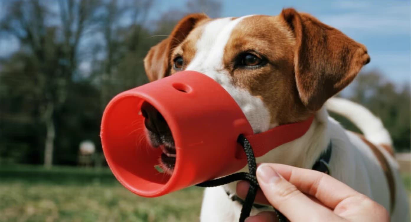 Can a Dog Drink Water While Wearing a Silicone Dog Muzzle?