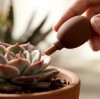 5 Reasons Why Succulent Lovers Need a Silicone Dust Nozzle Ball for Plant Care