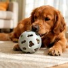Rubber vs. Silicone Dog Chew Toys: Which One Cleans Teeth Better?