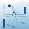 Poyarn Production Chain in Home Textiles