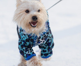 Understanding the Wholesale Dog Pajama Market: A Comprehensive Guide by Jojocici Dog Clothing Manufacturer