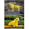 Outdoor waterproof pet dog raincoats poncho Labrador golden retriever medium and large dog clothing