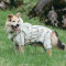 Hooded Dog Raincoat Outdoor waterproof dog clothing for small to medium to large dogs and puppies