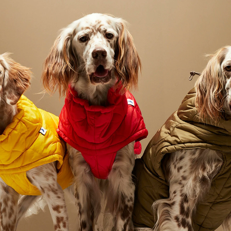 Tailored Clothing Suggestions for Different Dog Breeds