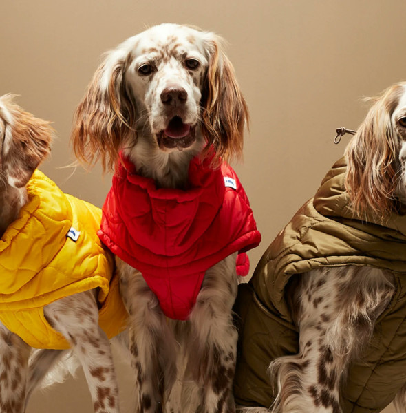 Tailored Clothing Suggestions for Different Dog Breeds