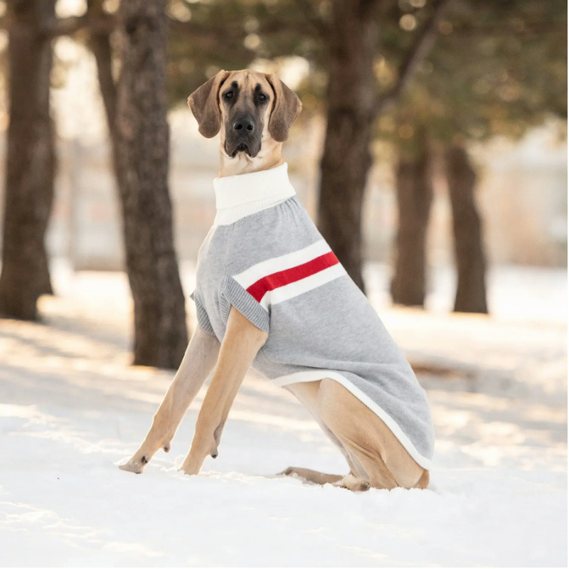 Dog Fashion Guide: How to Use Clothing Colors to Enhance Your Dog’s Coat