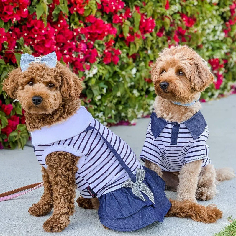 How to Start Your Own Small Pet Clothing Brand with Wholesale Dog Apparel