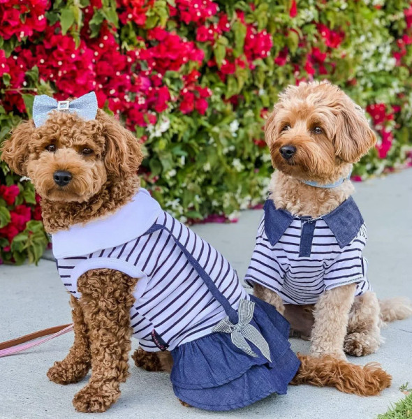 How to Start Your Own Small Pet Clothing Brand with Wholesale Dog Apparel