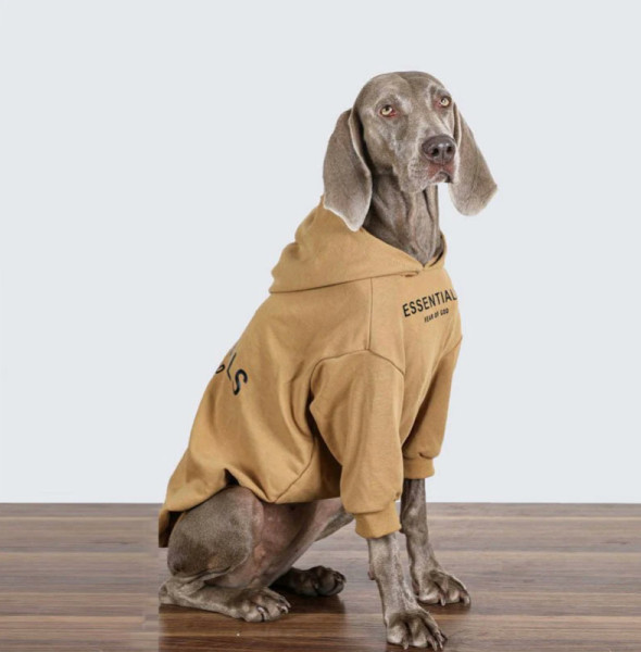 5 Tips to Ensure Your Dog's Comfort in Clothing