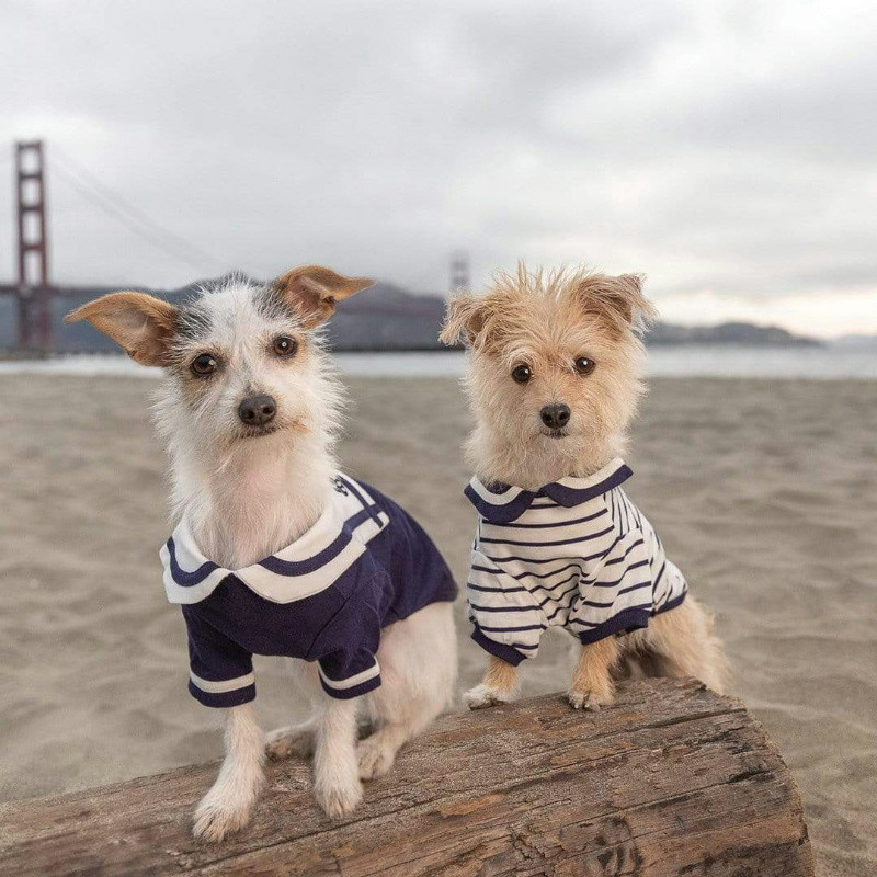 Fashionable Dog Clothing Ideas Perfect for Instagram