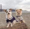 Fashionable Dog Clothing Ideas Perfect for Instagram