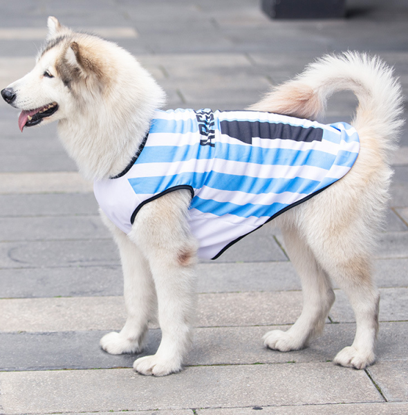 Dog Clothes: Fashion Statement or Necessity?