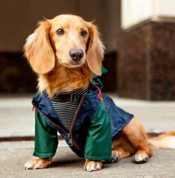 How to Choose Clothes for Different Dog Breeds